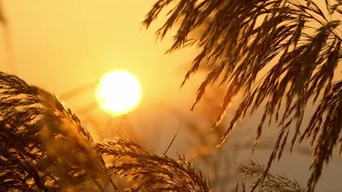 Reed Swing - Dusk Reed Stock Footage 259379622