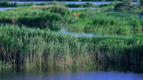 Reed swing in the lake Stock Footage 156445035