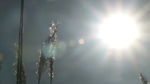 Reed swinging in the sunset Stock Footage 44413575