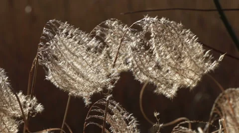 Reed swinging in the wind Stock Footage 44416309