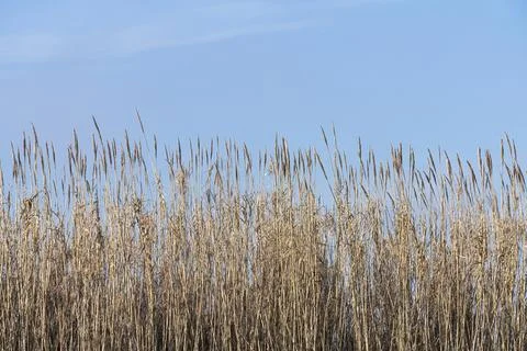Reed thicket Stock Photos