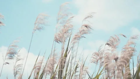 Reed thicket swaying in the wind with blue cloudy sky in the background Stock Footage 276096615