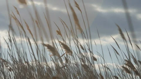 Reed thickets, cloud sky background Video stock 126970027