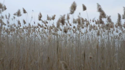 Reed thickets, highway 2 Video stock 126967147