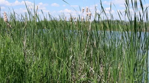 Reed thickets on the shore of a forest lake. close up. Landscape Stock Footage