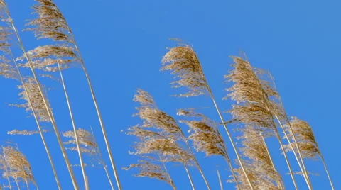 Reed tips move by wind Stock Footage 60848806