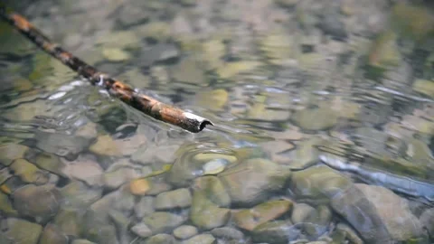 A reed touching the clear water of a river. The water flows through the river 库存影片 152649955