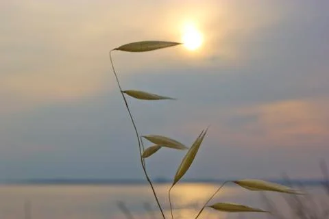 Reed touching to sun Stock Photos