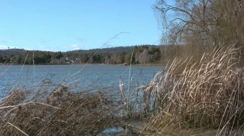 Reed, tree and lake Video stock 494174