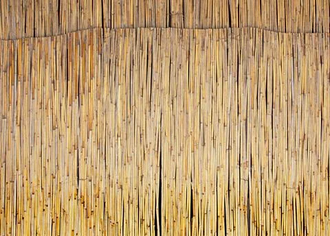 Reed wall background texture. Looks like bamboo. Close up Stock Photos