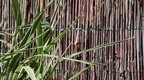 Reed Wall with a Clump of Leaves 2 Video stock 24828013