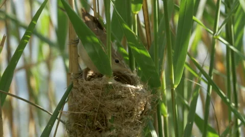 Reed warbler 3 Acrocephalus scirpaceus nest building Video stock 148499720