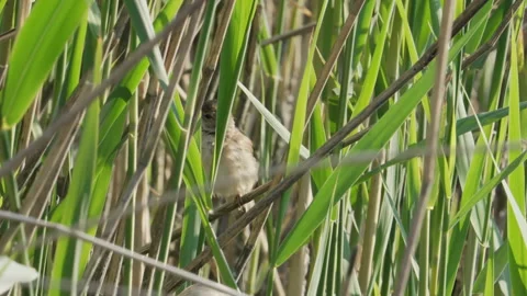 Reed Warbler (Acrocephalus scirpaceus) amongst reed singing Stock Footage 259496032