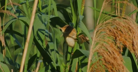 A Reed Warbler Acrocephalus scirpaceus dances on the reeds in slow motion. 스톡 동영상 340775530