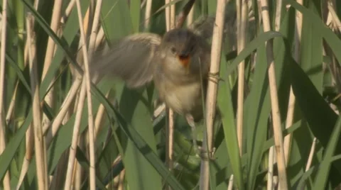 Reed Warbler (Acrocephalus scirpaceus) fledgling calling Stock Footage 40338428