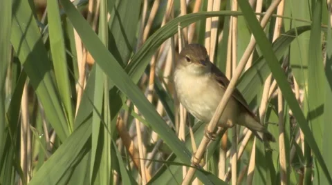 Reed Warbler (Acrocephalus scirpaceus) flies off from reed stem Stock Footage 40338417