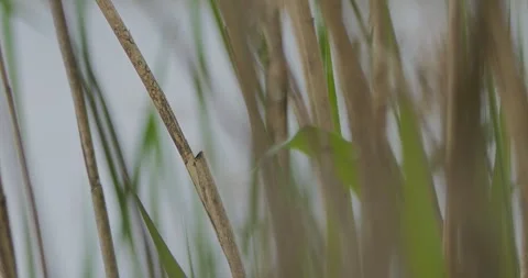 Reed Warbler Acrocephalus Scirpaceus in slow motion Video stock 309526962