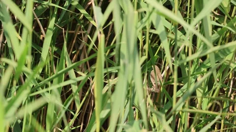 Reed warbler feeding chicks in slow motion Stock-Footage 323725959
