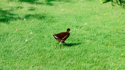 Reed warbler Stock Footage 313282542