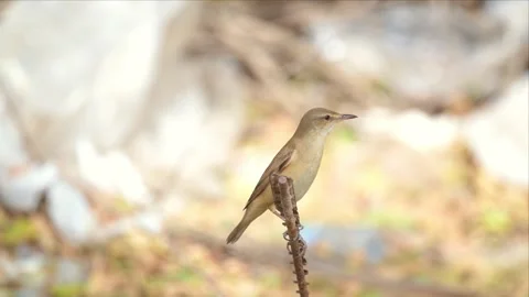 Reed Warbler Perched on a Reed Stem Beside the Water Stock Footage 340925549