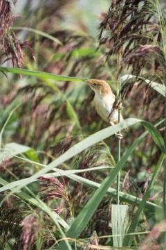 Reed warbler Stock Photos