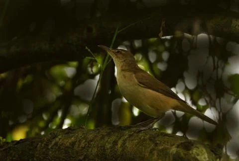 Reed warbler Stock Photos