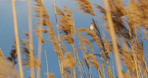 Reed warbler singing Stock Footage 160722099