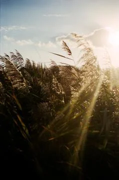 Reed in warm sunlight Foto stock