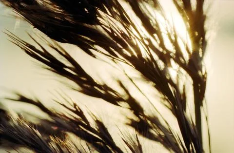 Reed in warm sunlight Stock Photos
