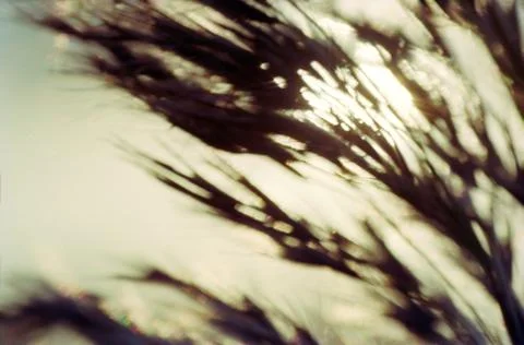 Reed in warm sunlight Foto stock