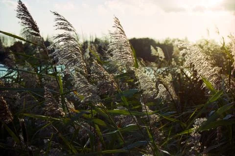 Reed in warm sunlight Stock Photos