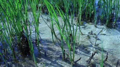 Reed in water close Stock-Footage 44383257