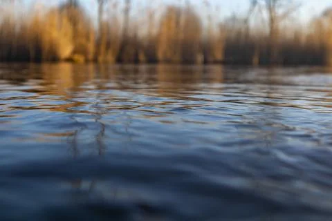 Reed at the water edge Stock Photos