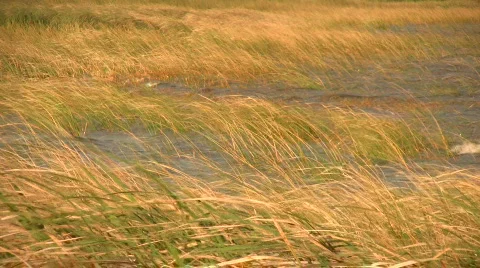 Reed in water Stock Footage 474314