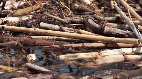 Reed in water Video stock 42591568