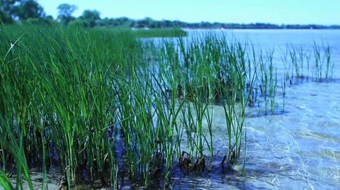 Reed in Water. Stock-Footage 44392917