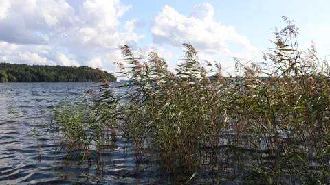 Reed in the water. Video stock 255967432