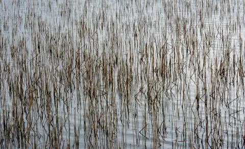 Reed in Water - Structure - Graphic Stock Photos
