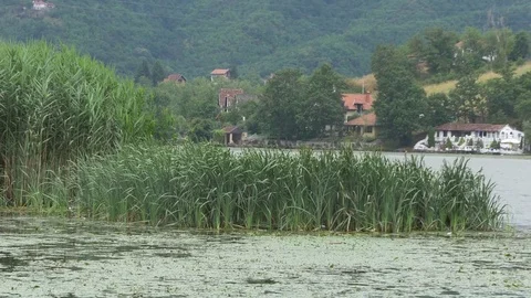 Reed  waving in lake at cloudy day, weekend houses in the background. Stock Footage 80663104
