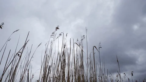 Reed waving on wind Video stock 129636229