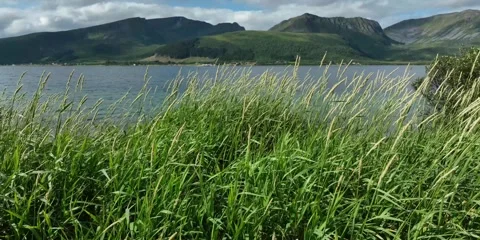 Reed waving in the wind Stock Footage 254204228