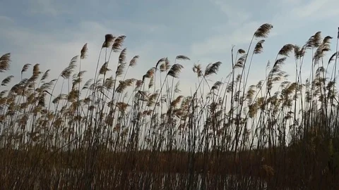 Reed weaving on a wind by a lake on a spring sunny day Stock Footage