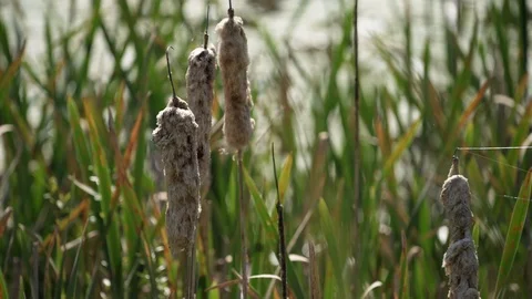 Reed in a wetland in germany. Video stock 112393214