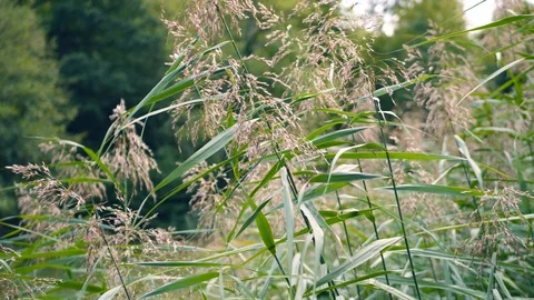 Reed which moves slowly in the wind with a calming effect 動画素材 97143334