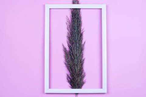 Reed in a white frame on a pink background. Stock Photos