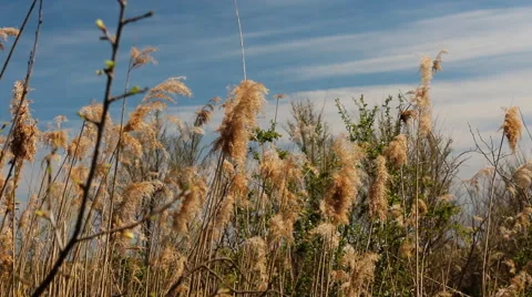 Reed On The Wind. Blue Sky Background. Stock Footage 49195342