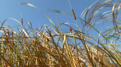 Reed on Wind Stock Footage