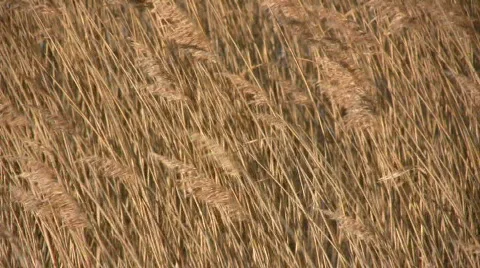  reed in the wind Stock Footage 625449