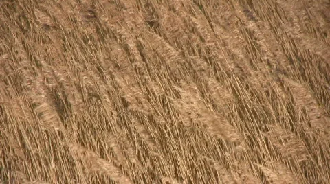 Reed in the wind Stock Footage 625486