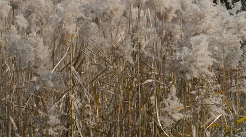 Reed in the wind Stock Footage 35176497